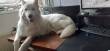 Foto's Amy