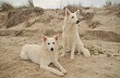 Foto's Amy