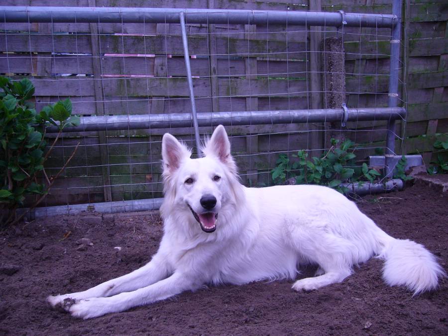 Bronco thuis 10