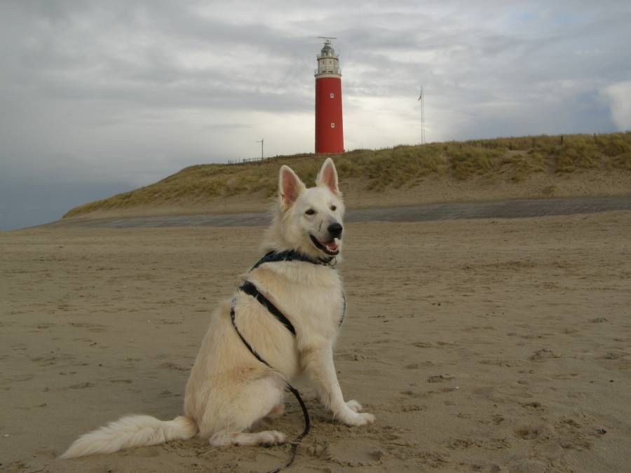 Bronco thuis 27
