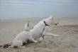 Foto's Jerry