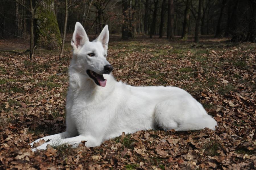 Foto Pepper 10