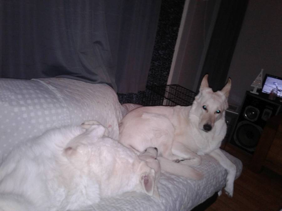 Foto Pepper 33