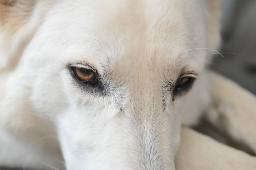 Foto Pepper 41
