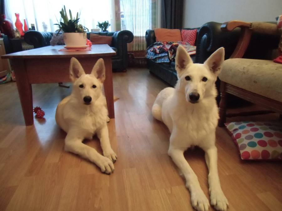 Foto Pepper 6