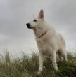Foto's Pepper