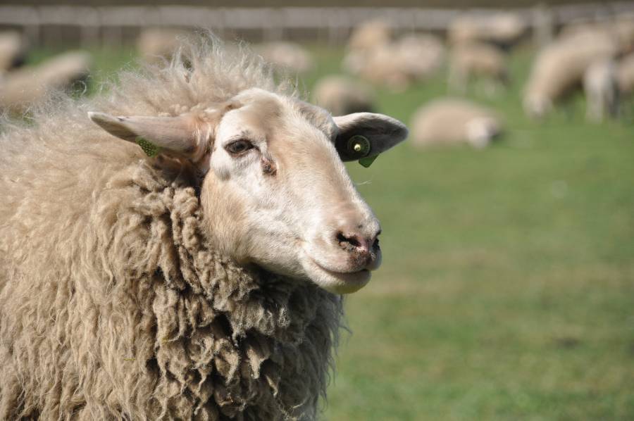 Dieren