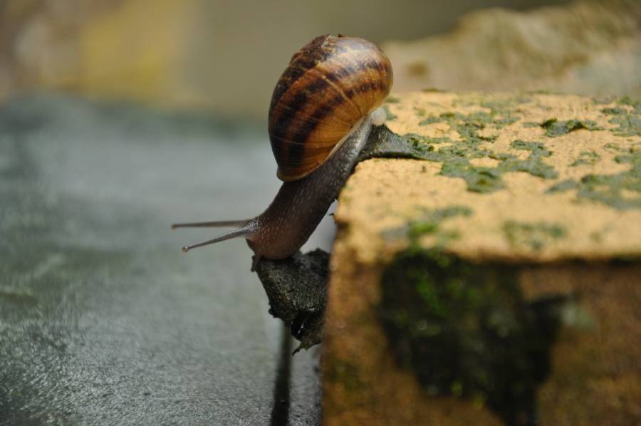 Dieren