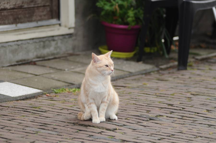 Dieren