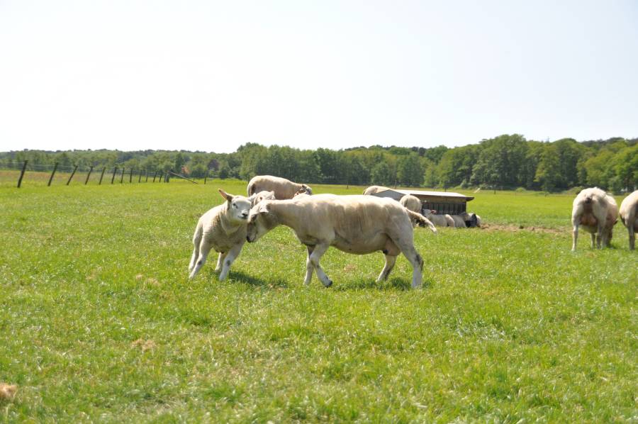 Dieren