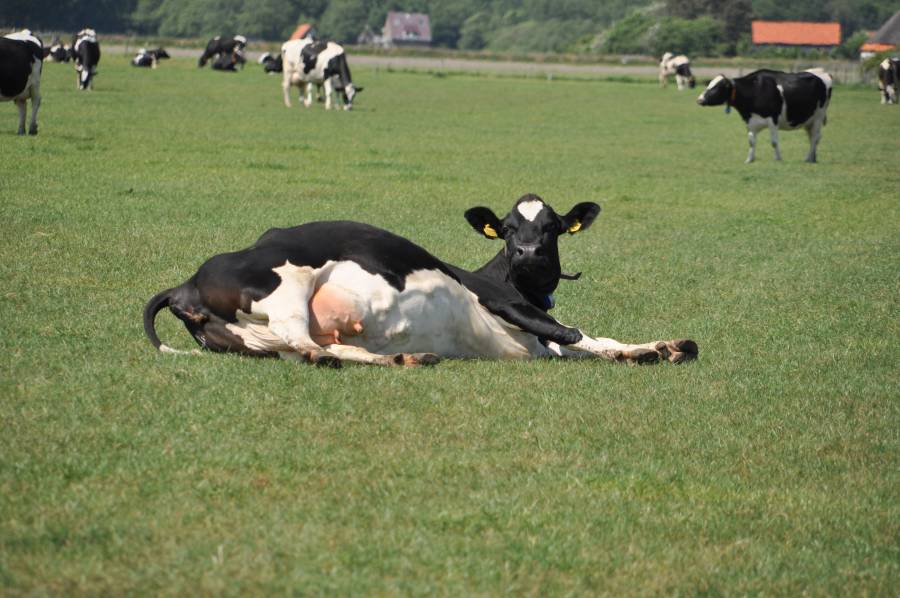 Dieren