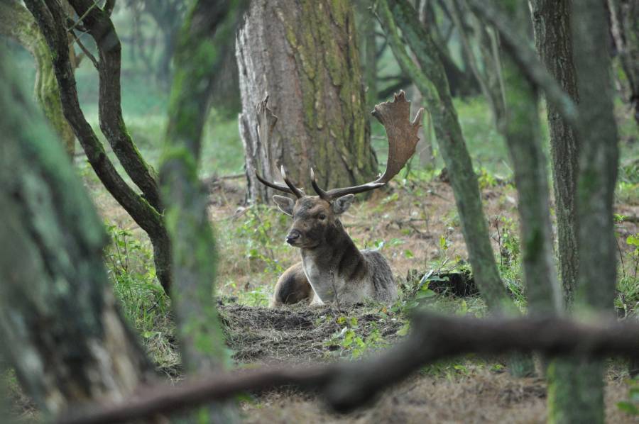 Dieren