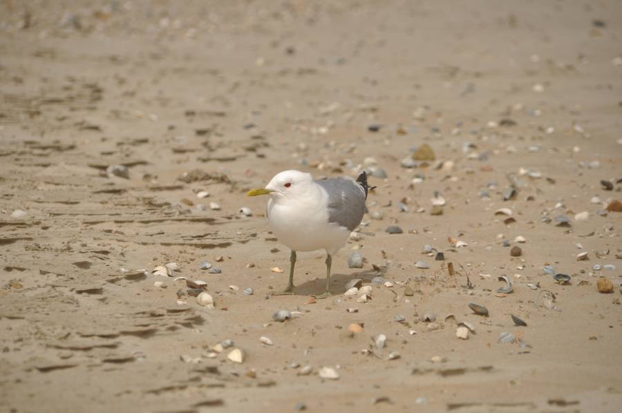 Dieren