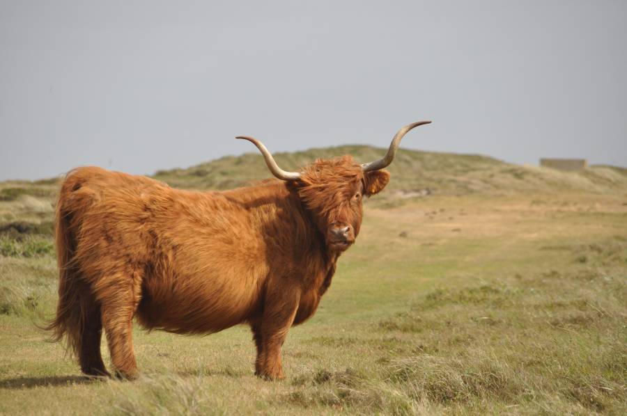 Dieren