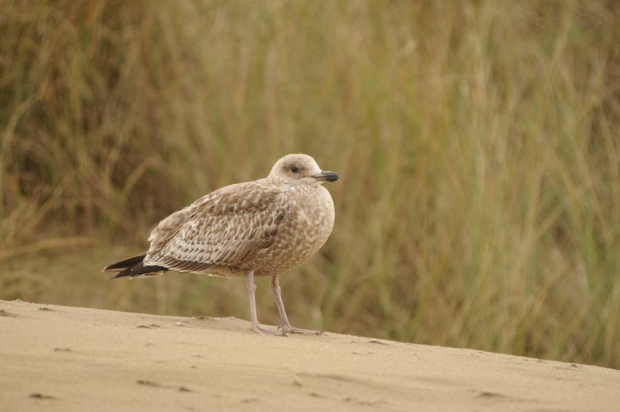 Dieren