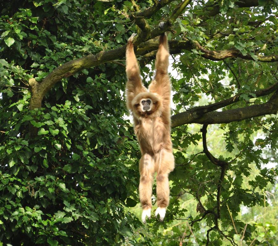 Dieren