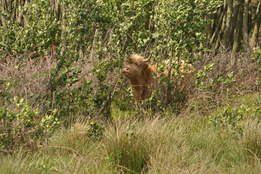 Dieren