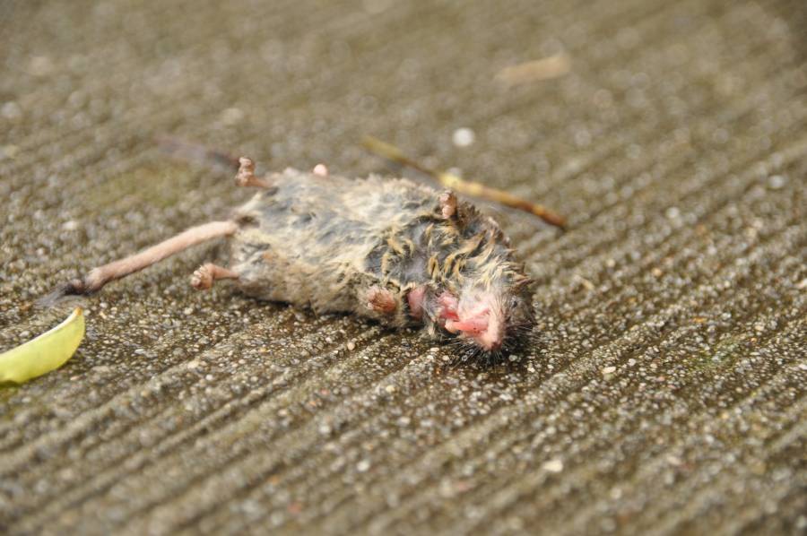 Dieren