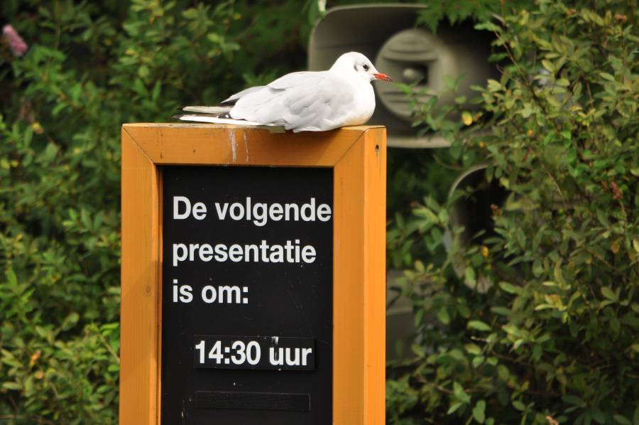 Dieren