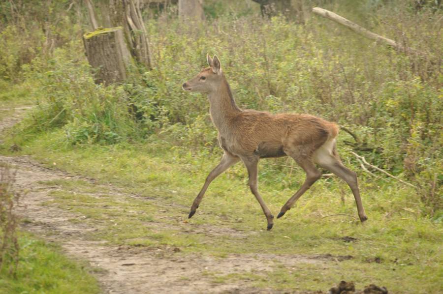 Dieren