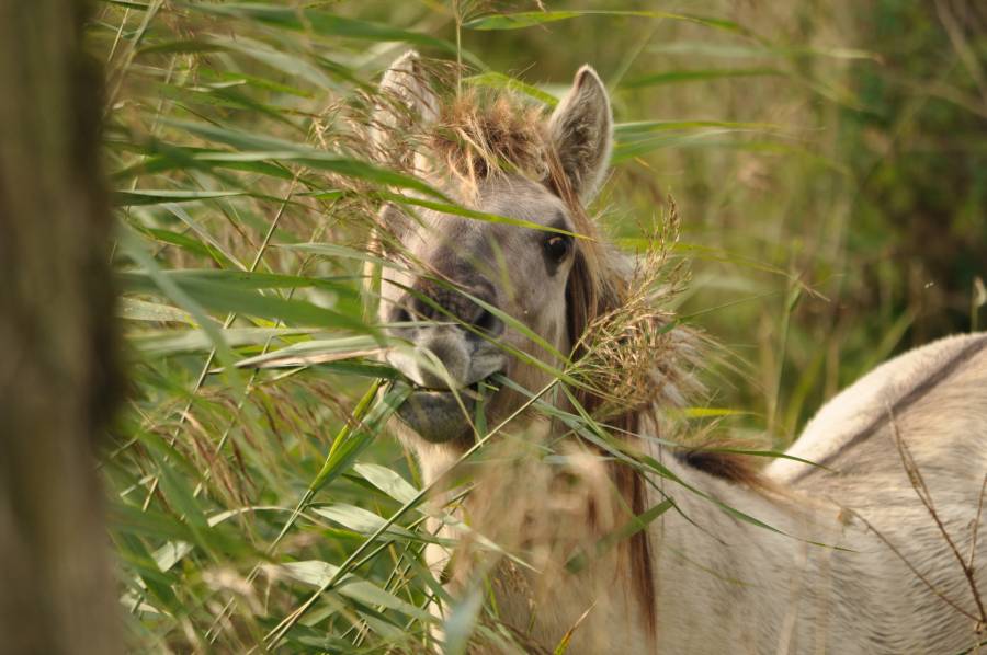 Dieren
