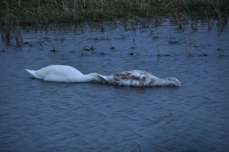 Dieren