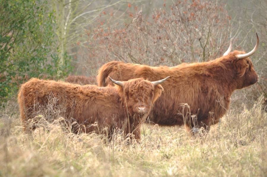 Dieren
