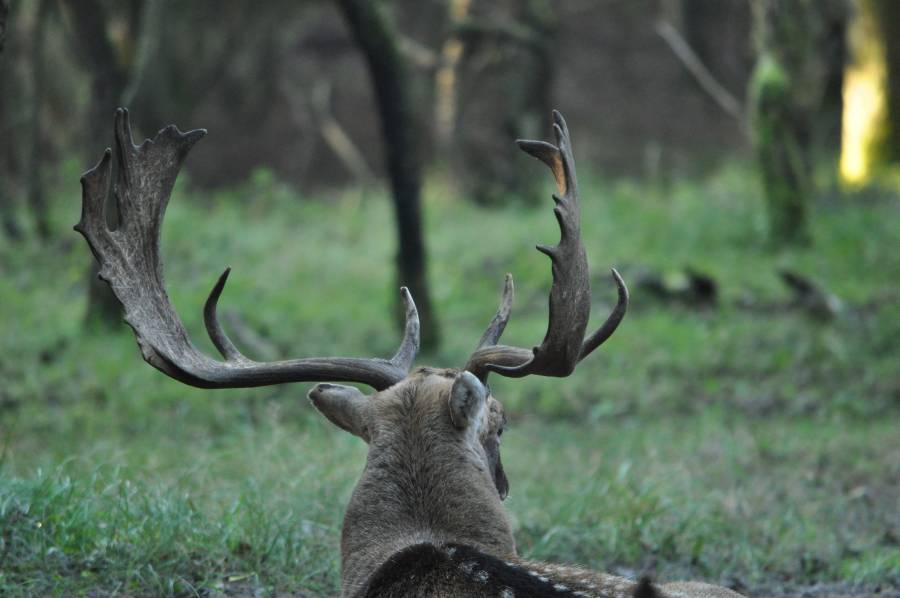Dieren