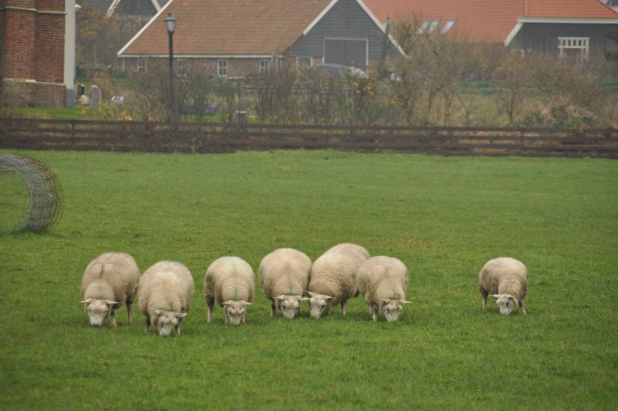 Dieren