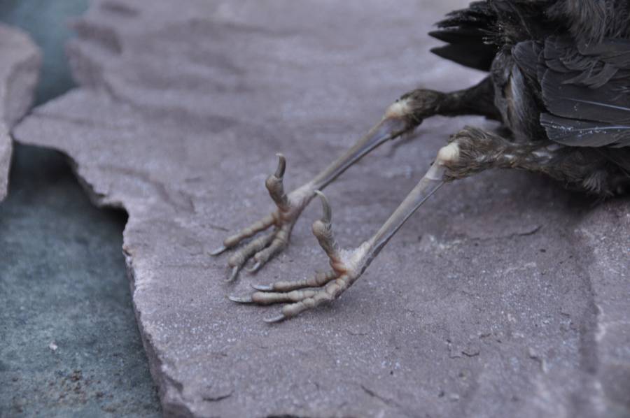 Dieren