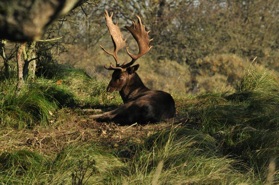 Dieren