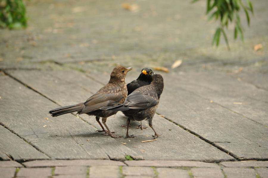 Dieren