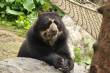 Dieren