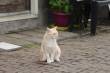 Dieren