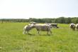 Dieren