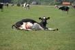 Dieren
