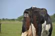Dieren