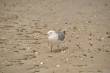 Dieren
