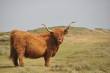 Dieren
