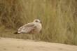 Dieren