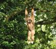 Dieren
