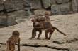 Dieren