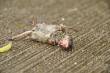 Dieren
