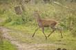 Dieren