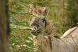 Dieren