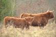 Dieren