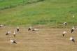 Dieren