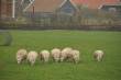 Dieren