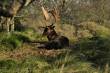 Dieren