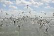 Dieren